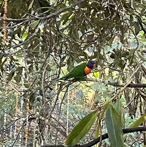 Trichoglossus moluccanus at Mount George, NSW - suppressed