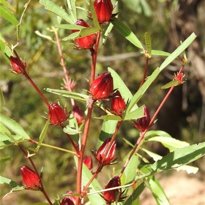 Unverified Other Shrub at Nitmiluk, NT - 15 May 2025 by HelenCross