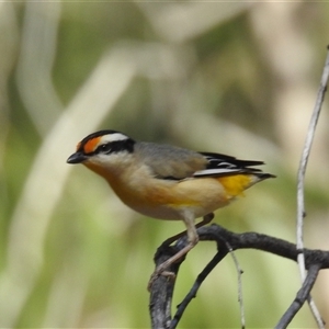 Pardalotus striatus at Nitmiluk, NT - 15 May 2025 by HelenCross