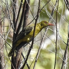Oriolus flavocinctus (Yellow Oriole, Green Oriole) at Edith, NT - 15 May 2025 by HelenCross