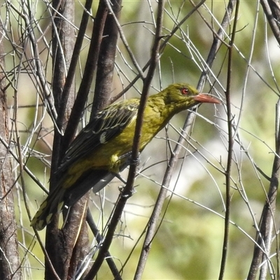 Oriolus flavocinctus (Yellow Oriole, Green Oriole) at Edith, NT - 15 May 2025 by HelenCross