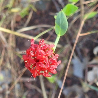 Unverified Other Shrub at Edith, NT - 15 May 2025 by HelenCross