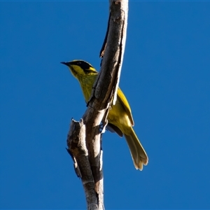 Lichenostomus melanops at Bargo, NSW - Today by Snows