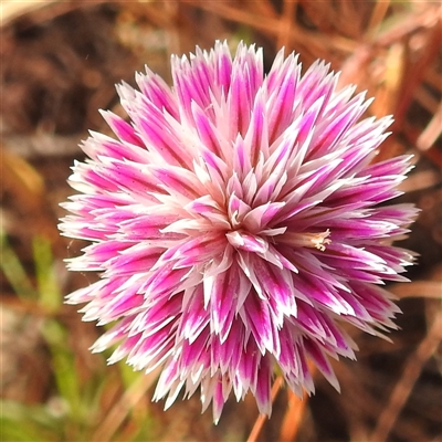 Unverified Other Wildflower or Herb at Edith, NT - 15 May 2025 by HelenCross
