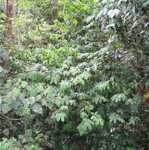 Eupomatia laurina (Bolwarra) at Mossman Gorge, QLD - 18 Nov 2015 by JasonPStewartNMsnc2016