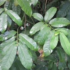 Eupomatia laurina at Mossman Gorge, QLD - 18 Nov 2015 02:14 PM