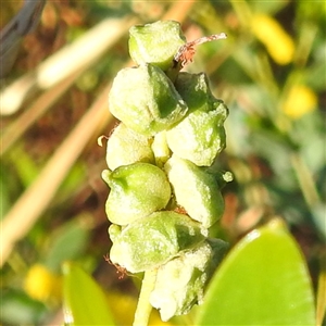 Unverified Plant at Edith, NT - 15 May 2025 by HelenCross