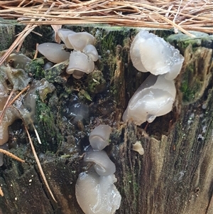 Pseudohydnum gelatinosum by Aussiegall