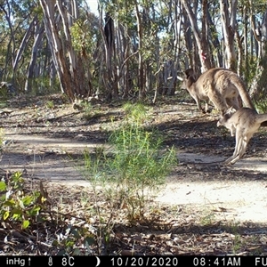 Macropus giganteus at Ballyroe, NSW - 6 Apr 2020 by TwoRivers