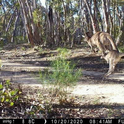 Macropus giganteus (Eastern Grey Kangaroo) at Ballyroe, NSW - 6 Apr 2020 by TwoRivers