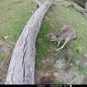 Macropus giganteus at Ballyroe, NSW - 6 Apr 2020 01:05 PM