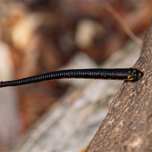 Hirudinea sp. (Class) at Broulee, NSW - 13 May 2025 by Gallpix