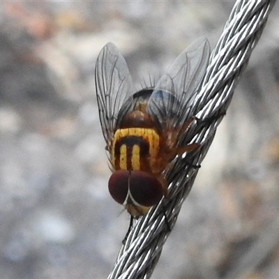 Unverified True fly (Diptera) at Kakadu, NT - 16 May 2025 by HelenCross