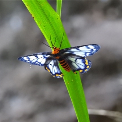 Dysphania numana (Four O'Clock Moth) at Kakadu, NT - 16 May 2025 by HelenCross