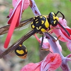 Unverified Potter wasp (Vespidae, Eumeninae) at Kakadu, NT - 16 May 2025 by HelenCross