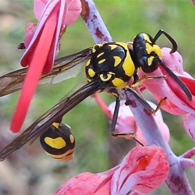 Unverified Potter wasp (Vespidae, Eumeninae) at Kakadu, NT - 16 May 2025 by HelenCross