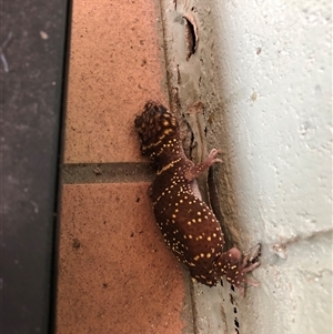Unverified Monitor or Gecko at Broke, NSW - 1 Feb 2021 by RoyP