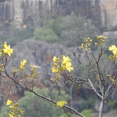 Cochlospermum fraseri at Kakadu, NT - 16 May 2025 by HelenCross