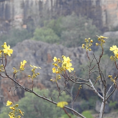 Cochlospermum fraseri at Kakadu, NT - 16 May 2025 by HelenCross
