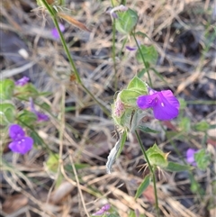 Unverified Other Wildflower or Herb at Kakadu, NT - 16 May 2025 by HelenCross