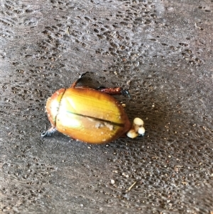Unverified Other beetle at Singleton, NSW - 26 Feb 2025 by RoyP