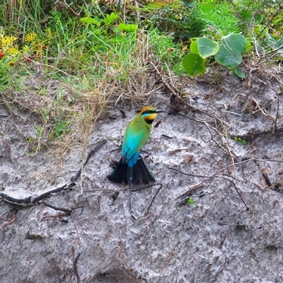 Merops ornatus at Wurtulla, QLD - 20 May 2025 by jb2602
