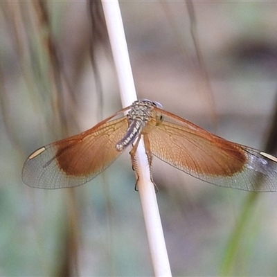 Unverified Dragonfly or Damselfly (Odonata) at Kakadu, NT - 16 May 2025 by HelenCross