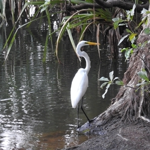Unverified Colonial nesters (Herons, Cormorants, etc) at Kakadu, NT - 16 May 2025 by HelenCross