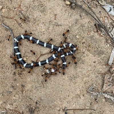 Vermicella annulata (Common Bandy-Bandy) at Broke, NSW - 4 Nov 2024 by RoyP