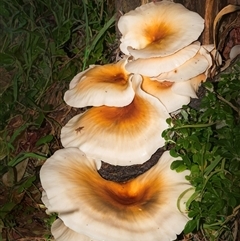 Omphalotus nidiformis (Ghost Fungus) at Guerilla Bay, NSW - 13 May 2025 by Gallpix