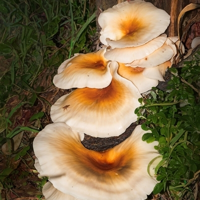 Omphalotus nidiformis (Ghost Fungus) at Guerilla Bay, NSW - 13 May 2025 by Gallpix