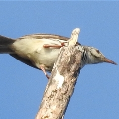 Ramsayornis fasciatus at Kakadu, NT - 17 May 2025 08:10 AM