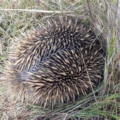 Tachyglossus aculeatus (Short-beaked Echidna) at Ballyroe, NSW - 20 Mar 2021 by TwoRivers