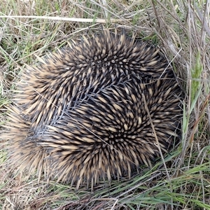 Tachyglossus aculeatus by TwoRivers