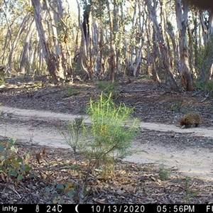Tachyglossus aculeatus at Ballyroe, NSW - suppressed