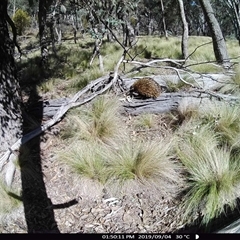 Tachyglossus aculeatus at Ballyroe, NSW - suppressed