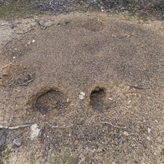 Tachyglossus aculeatus at Ballyroe, NSW - suppressed