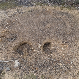 Tachyglossus aculeatus at Ballyroe, NSW - suppressed