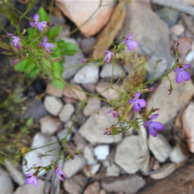 Stylidium sp. at Kakadu, NT - 17 May 2025 by HelenCross
