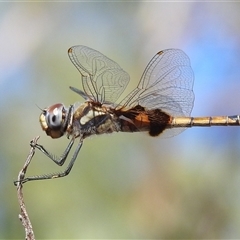 Unverified Dragonfly (Anisoptera) at Kakadu, NT - 17 May 2025 by HelenCross