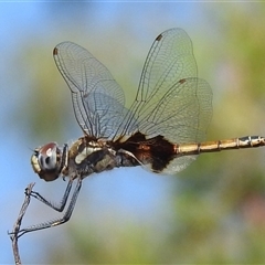 Tramea loewii at Kakadu, NT - 17 May 2025 10:07 AM