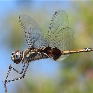 Tramea loewii at Kakadu, NT - 17 May 2025 10:07 AM