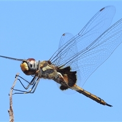 Tramea loewii at Kakadu, NT - 17 May 2025 10:07 AM