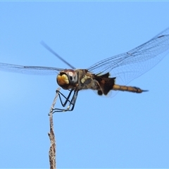 Tramea loewii at Kakadu, NT - 17 May 2025 10:07 AM