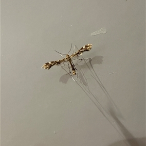Unverified Insect at Kariong, NSW - 3 Mar 2025 by Cheryl