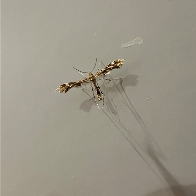 Unverified Insect at Kariong, NSW - 3 Mar 2025 by Cheryl