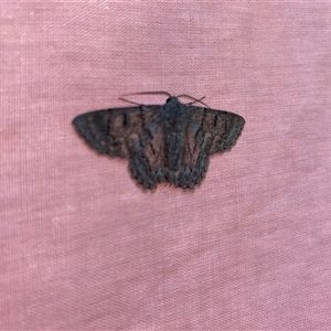 Crypsiphona ocultaria at Broke, NSW - 17 Aug 2024 10:59 AM