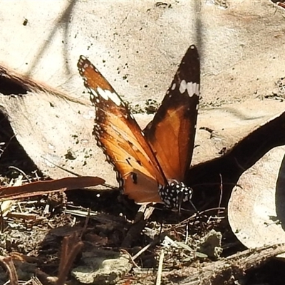 Unverified Butterfly (Lepidoptera, Rhopalocera) at Kakadu, NT - 17 May 2025 by HelenCross
