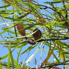 Grevillea sp. at Kakadu, NT - 17 May 2025 by HelenCross