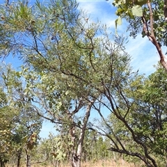 Unverified at suppressed - suppressed